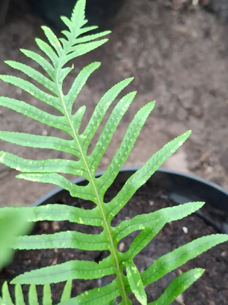 Polypodium cambricum 'semilacerum'