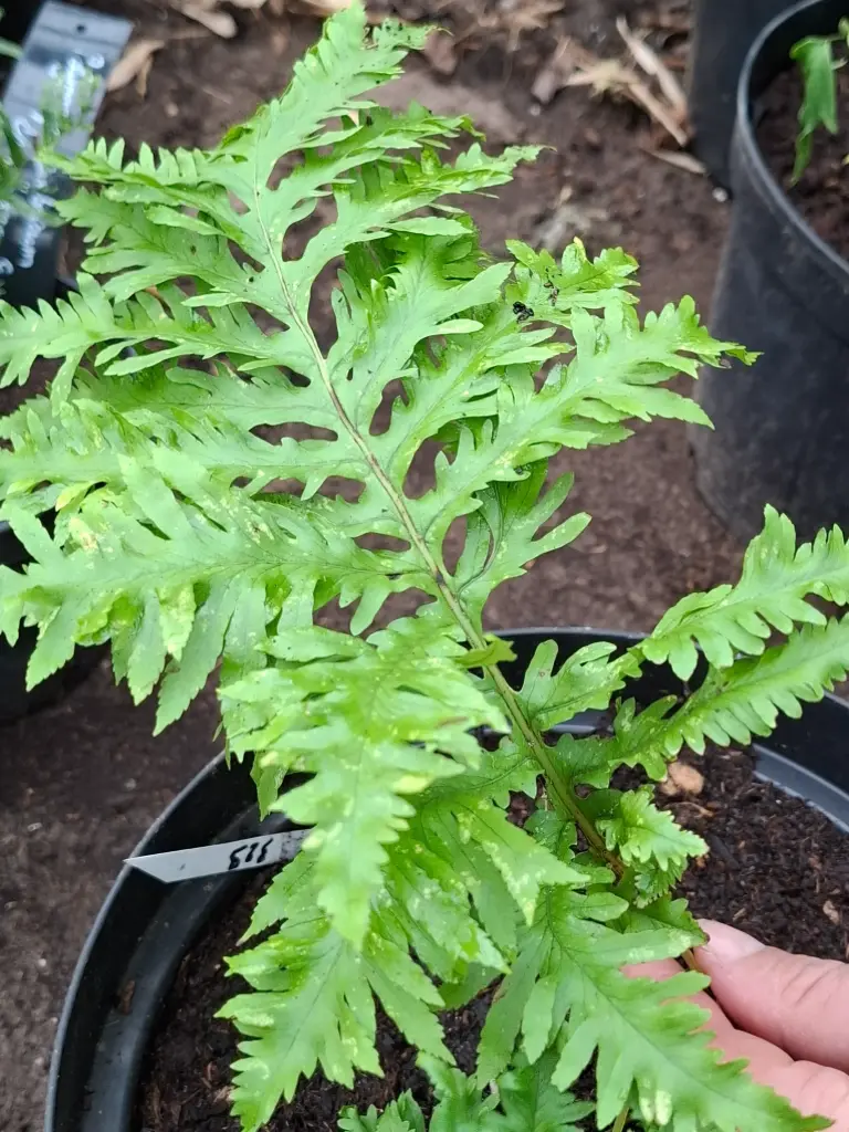Polypodium cambricum 'Prestonii'