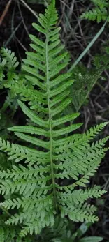 Polypodium x mantoniae 'cornubiense'