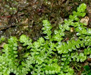 [328] Selaginella douglassi 