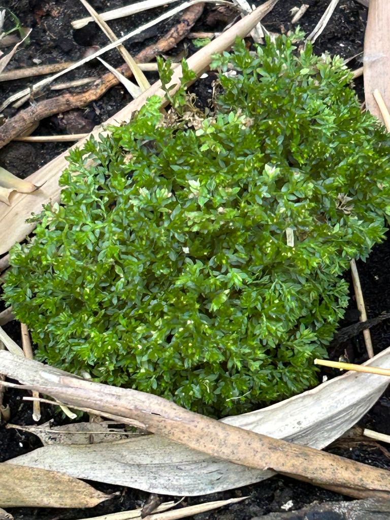 [329] Selaginella apoda