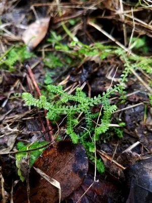 Selaginella apoda
