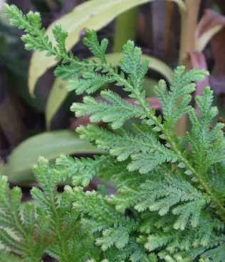 [334] Selaginella Moelendorfii