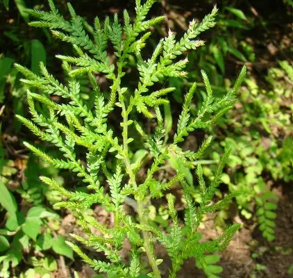 Selaginella (Didiclis) delicatula RJB19-076 Taiwan