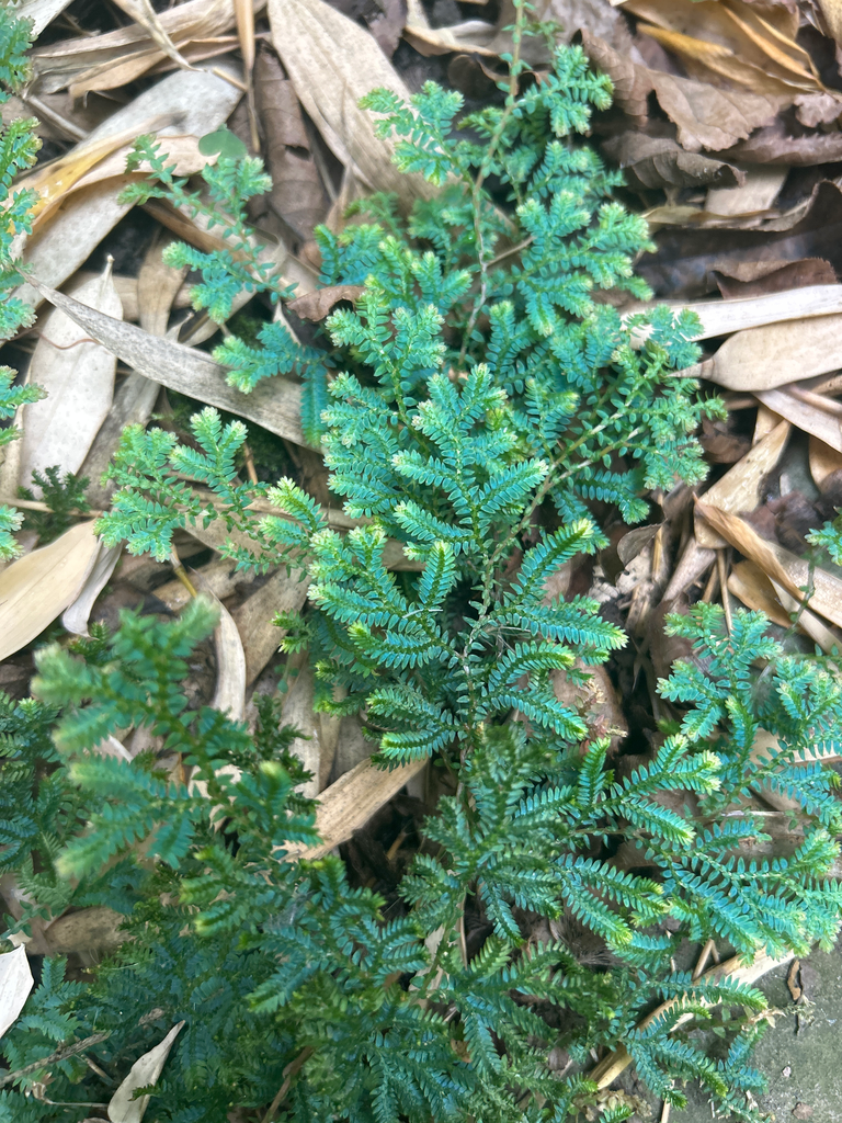 [351] Selaginella uncinata