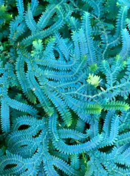 Selaginella uncinata