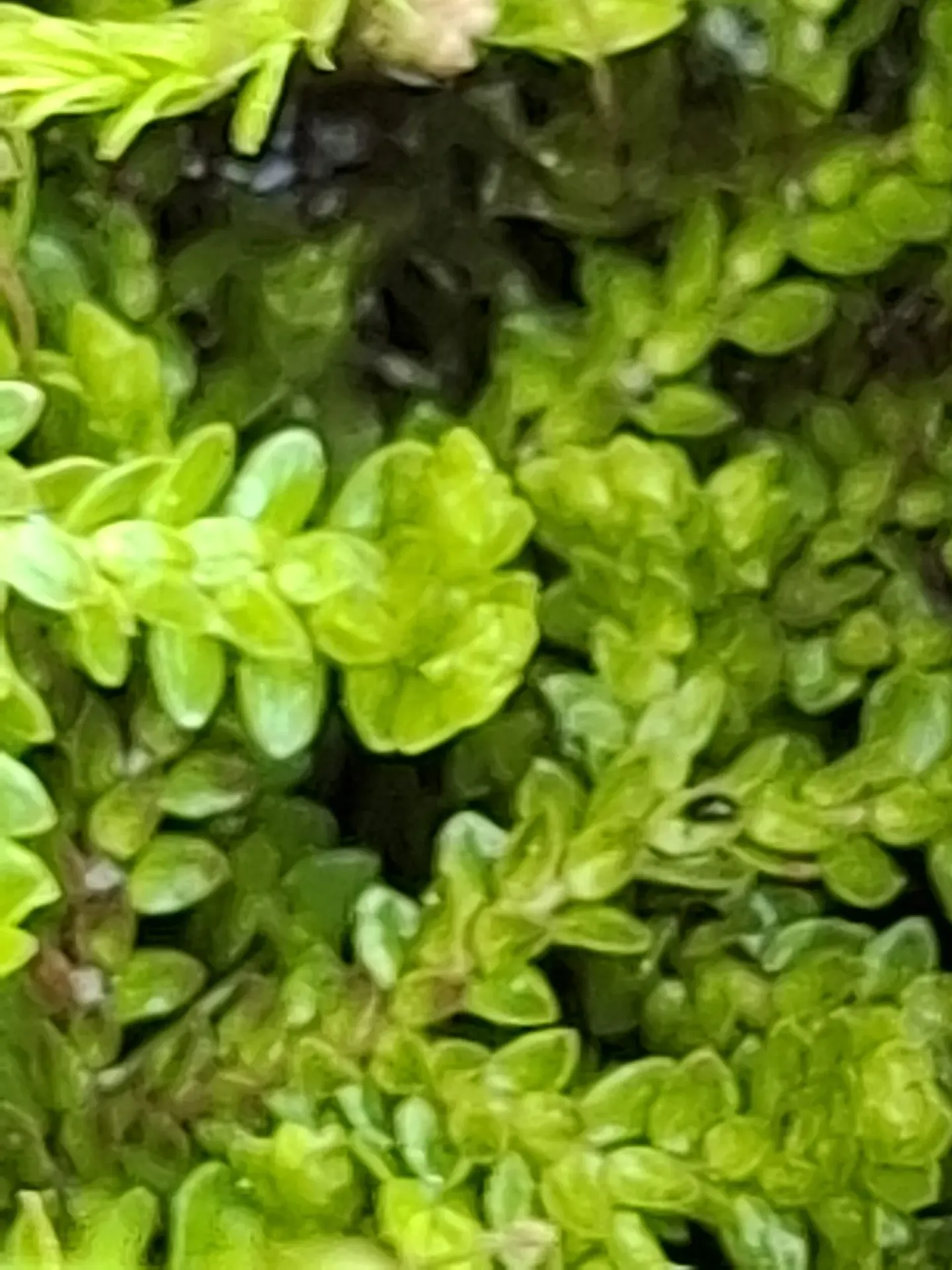 [358] Selaginella helvetica