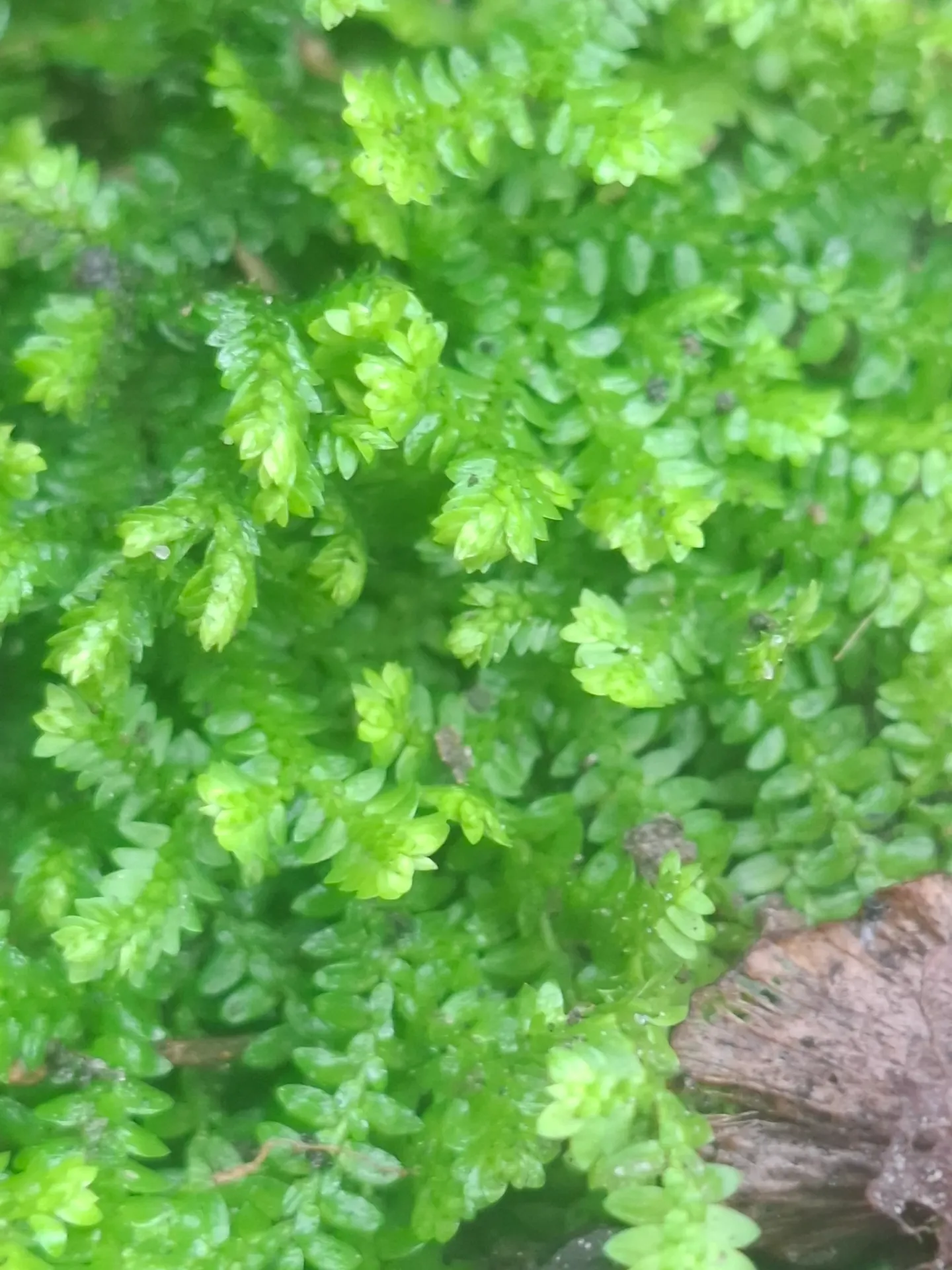 [358] Selaginella helvetica