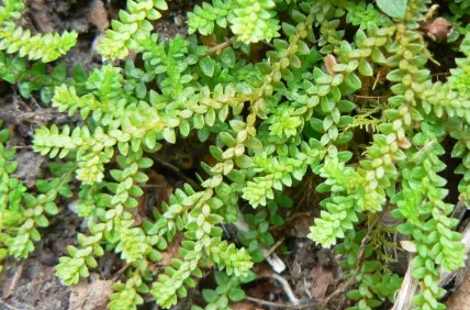 Selaginella helvetica