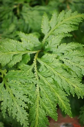 [359] Selaginella braunii 