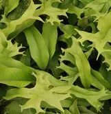 [352] Pyrrosia lingua 'Futaba Shishi'