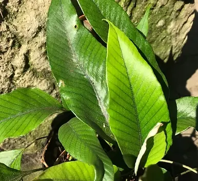 Pyrrosia lingua 'Yangshuo'