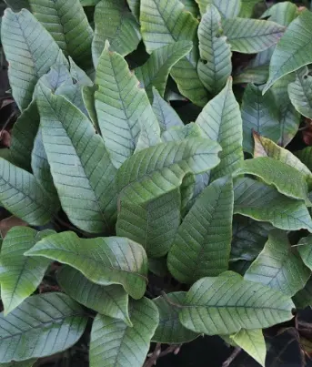 Pyrrosia lingua Chen Yi T-735