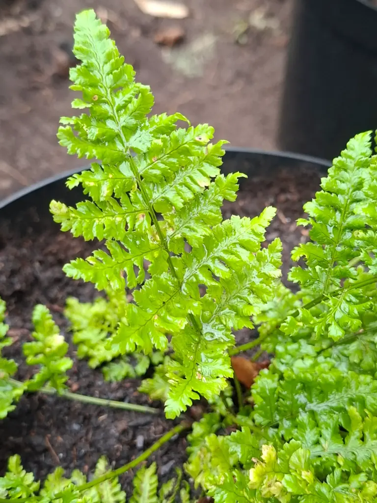 Dryopteris dilatata 'Limpsfiet'