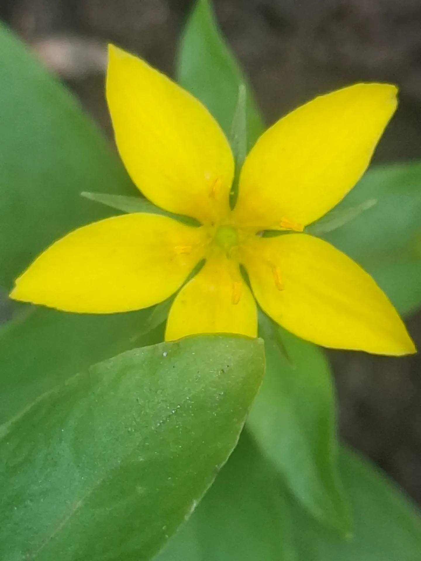 [355] Lysimachia Azorica