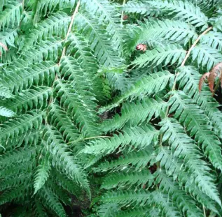 Woodwardia unigimata