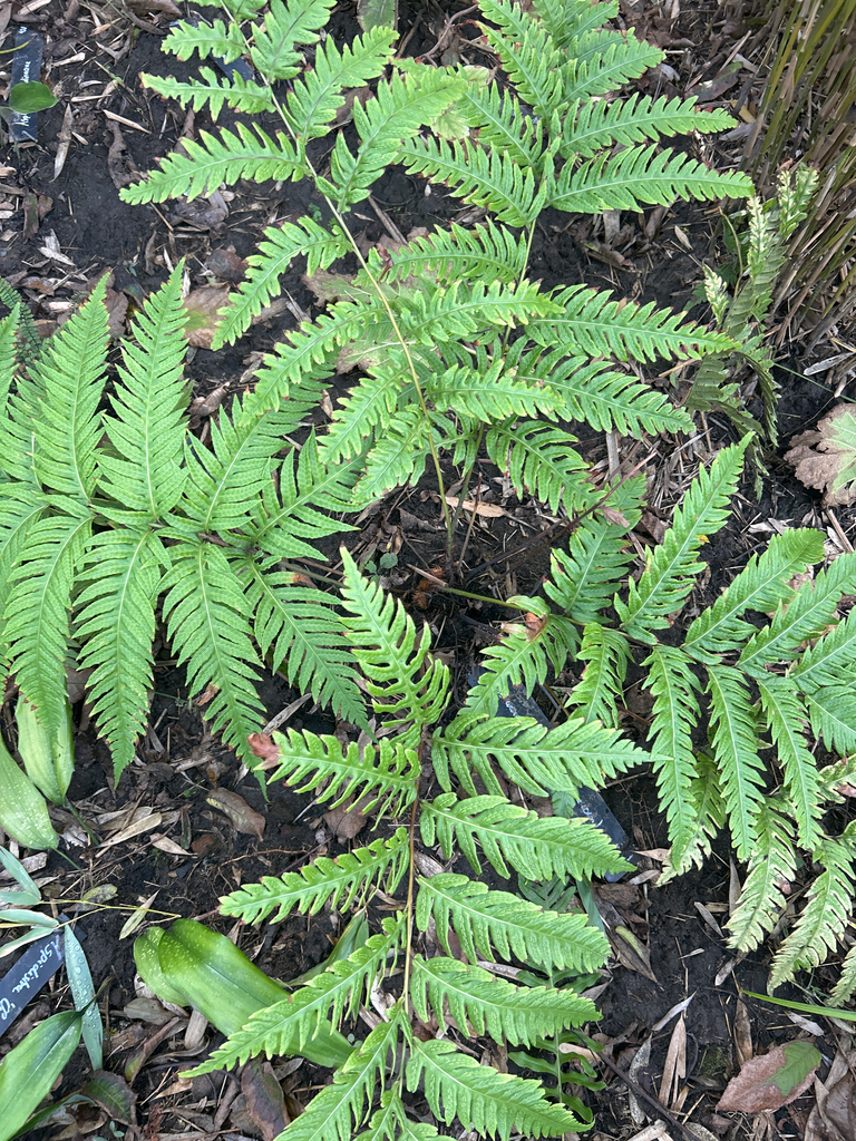 [343] Woodwardia unigimata