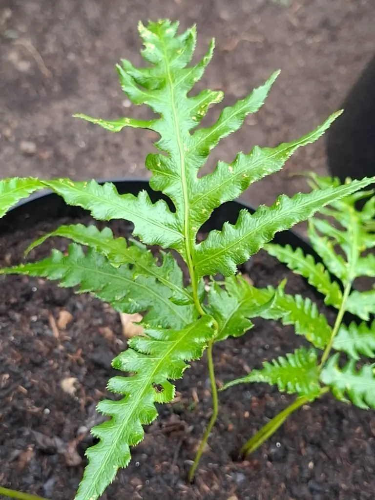 Woodwardia unigimata (Jos Dijck)