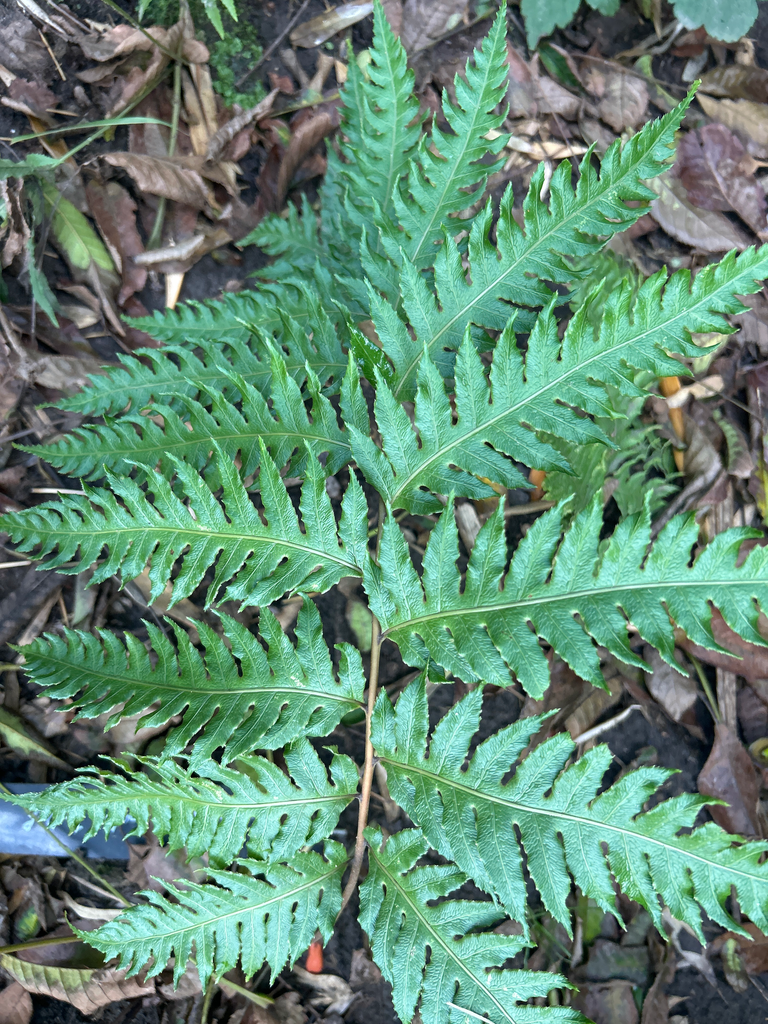 Woodwardia unigimata (Jos Dijck)