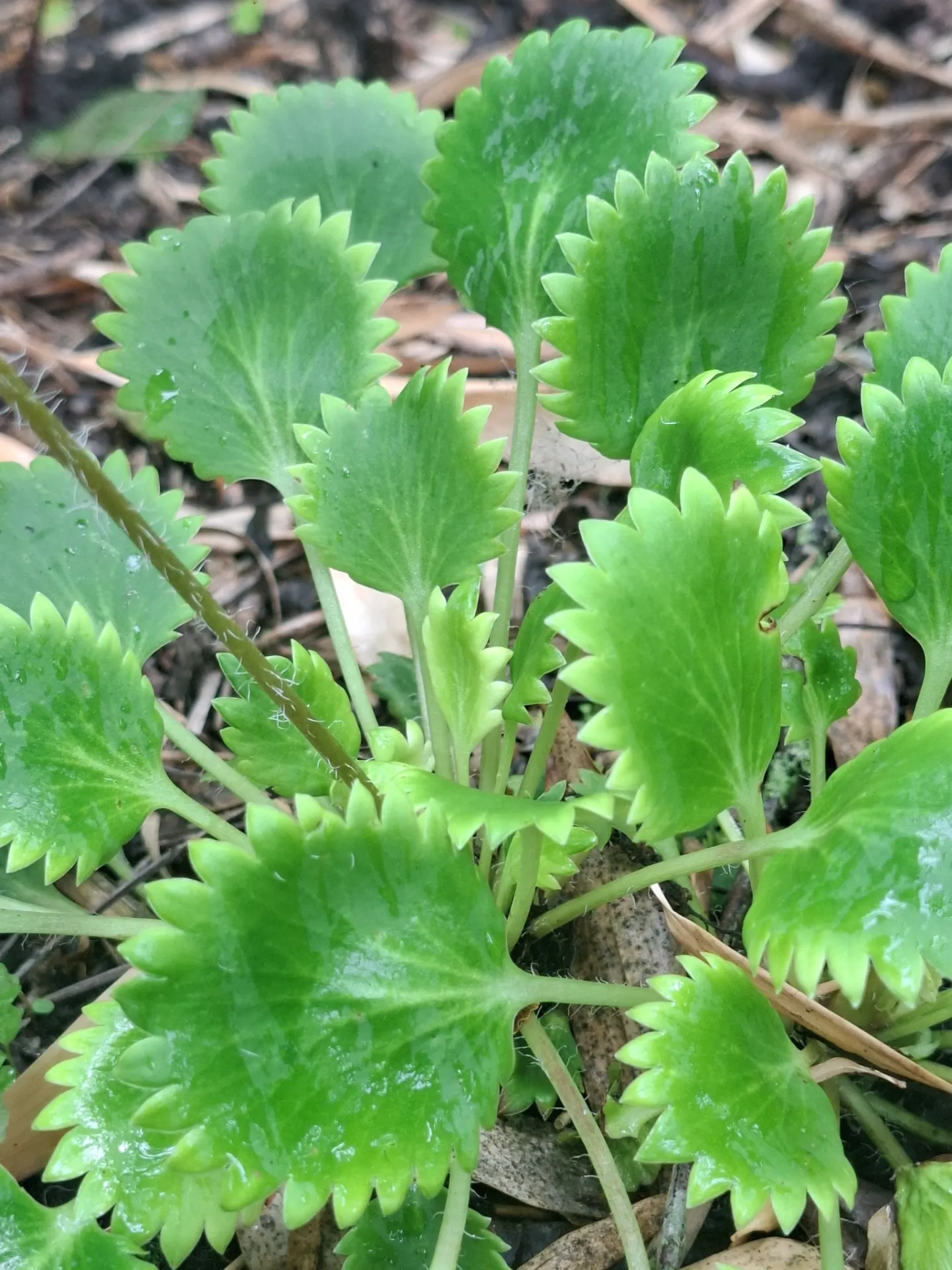 Saxifraga spathularis