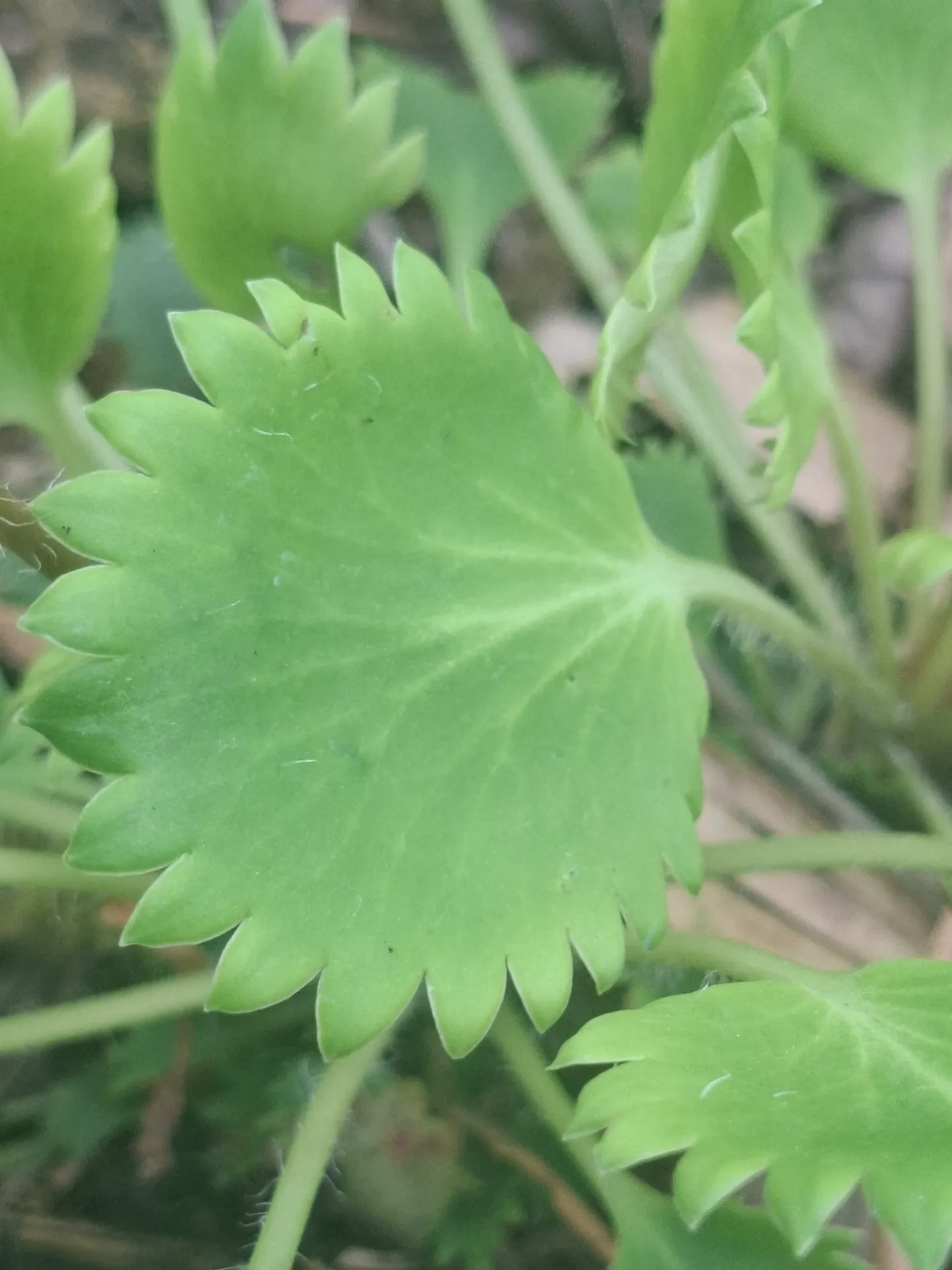 Saxifraga spathularis