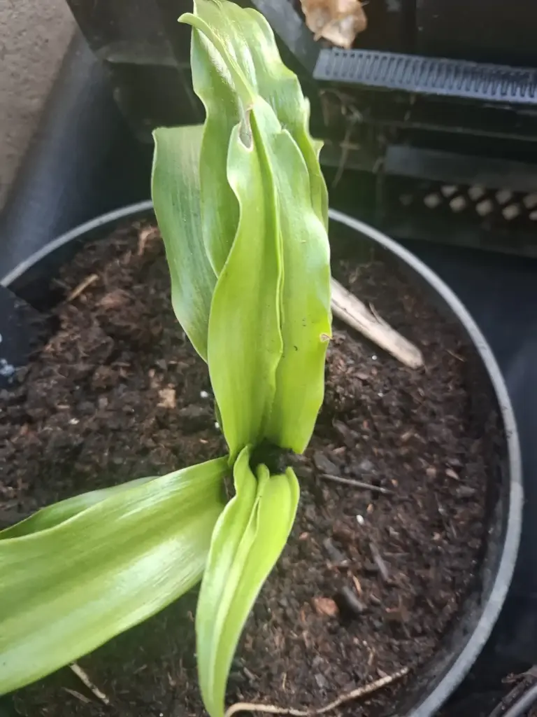 Rohdea japonicus Tama Jima (syn. nubaru Ryu/ syn. Rohdea dracaenoides) (?)