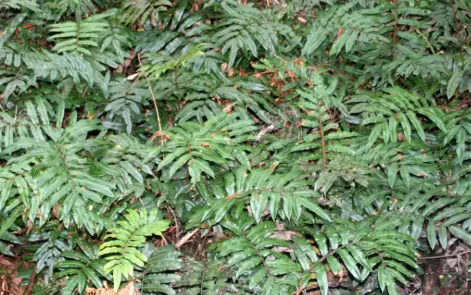 Blechnum Watsii