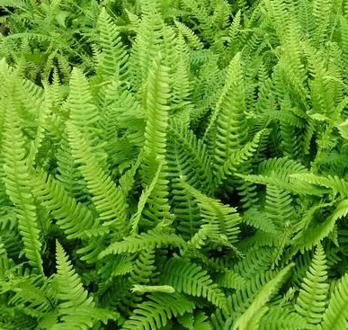Blechnum spicant