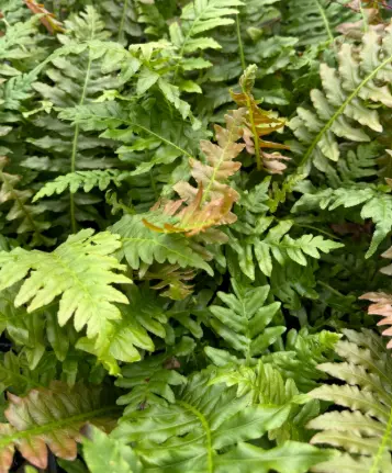 Blechnum brasiliense