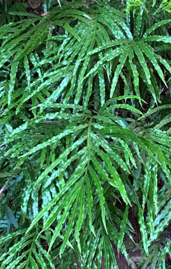 [336] Pteris umbrosa