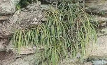 Pteris dactylina Hooker