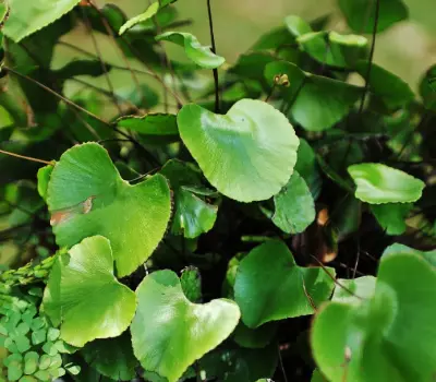 [180] Adiantum reniforme 
