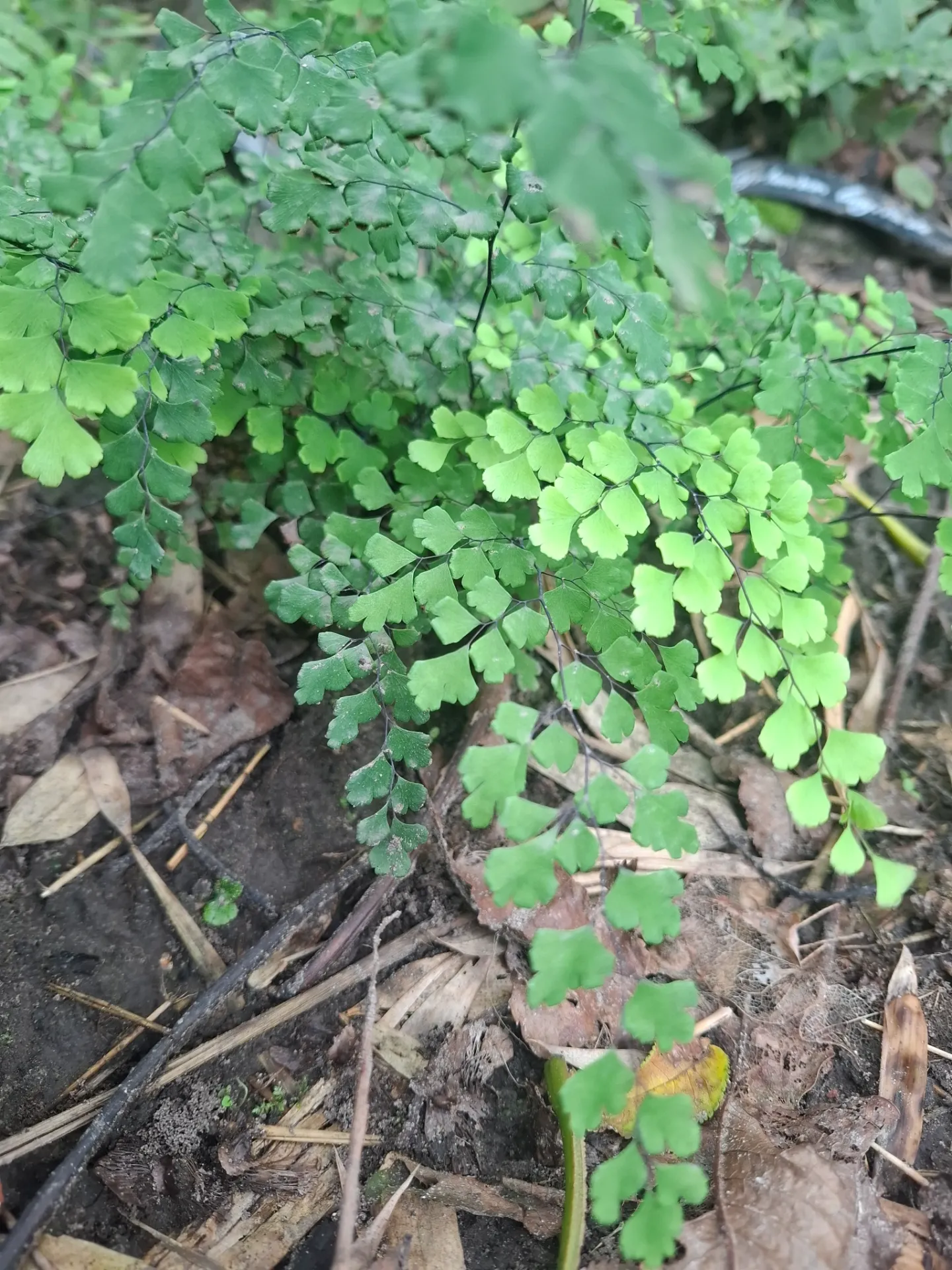 [341] Adiantum capillus veneris