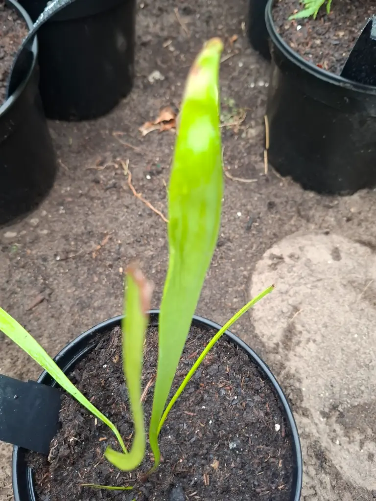 Saracenia (soort voorlopig onbekend)