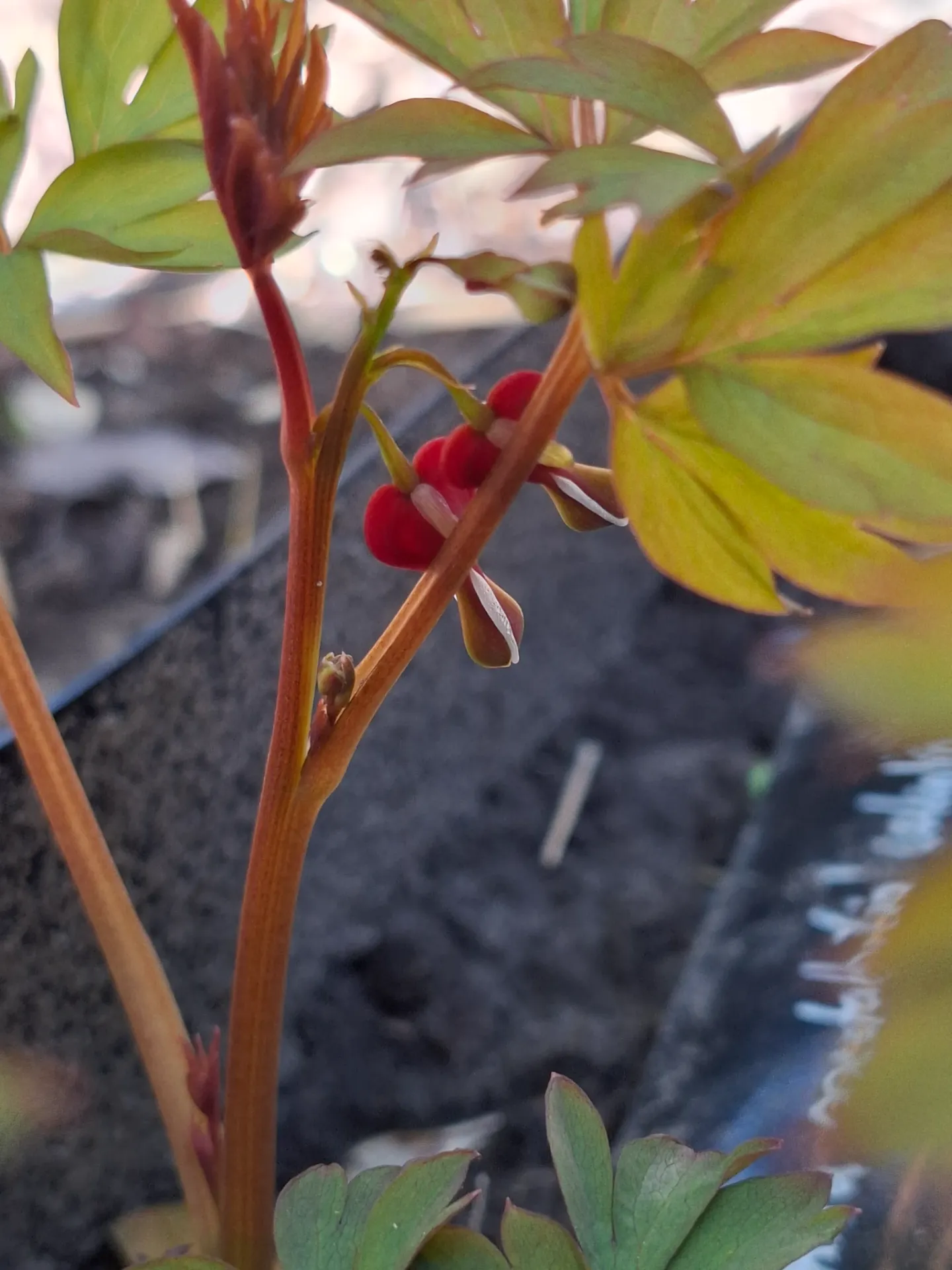 Dicentra spectabilis valentine (syn. Lamprocapnos spectabilis)