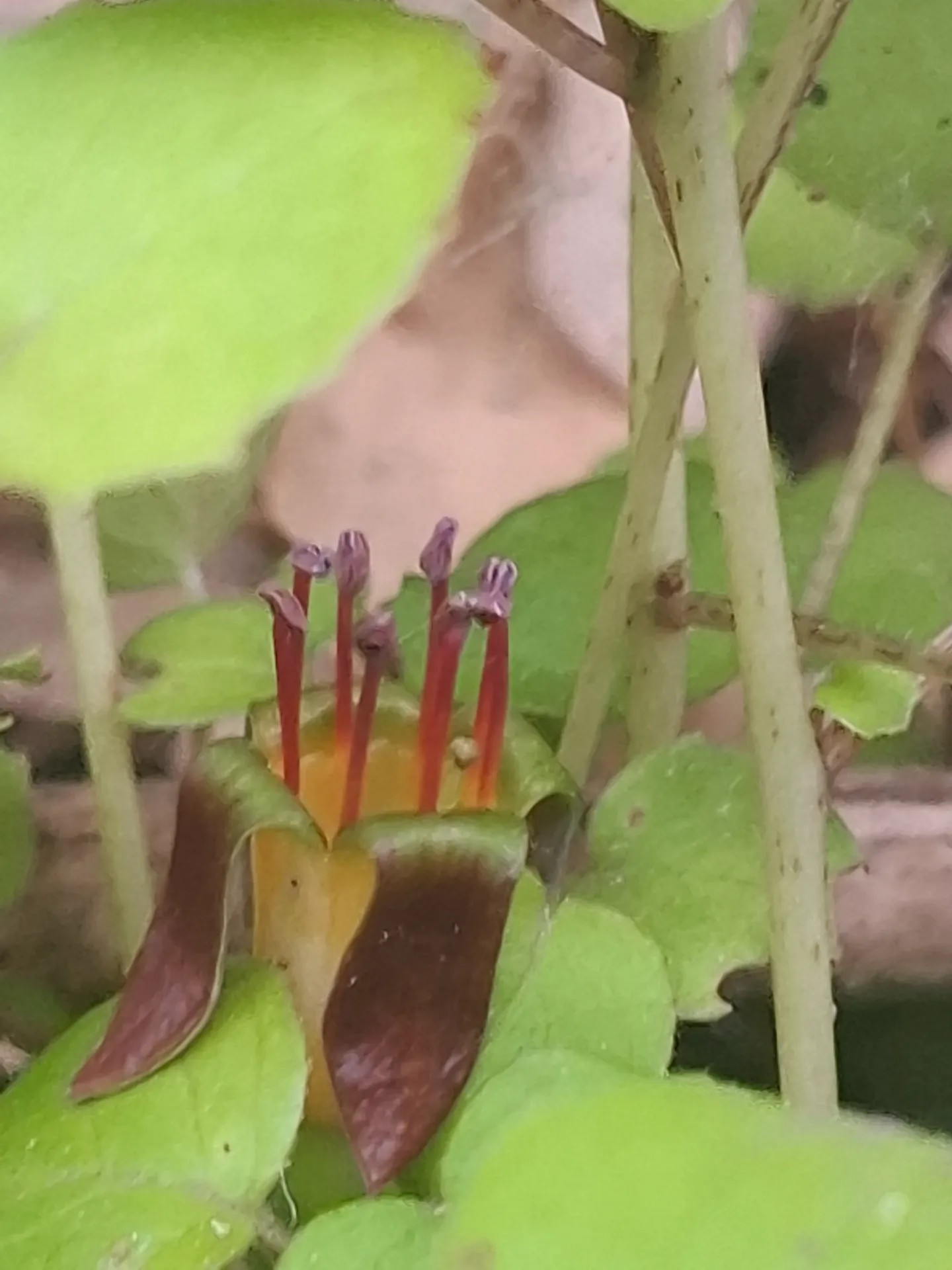 [356] Fuchsia Procumbens