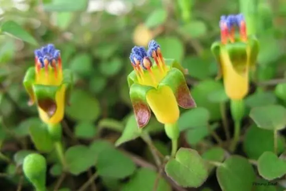 [356] Fuchsia Procumbens