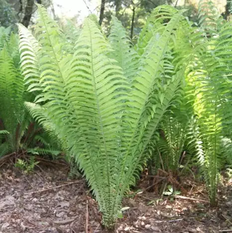 [154] Onoclea struthiopteris (syn. Matteucia struthiopteris)