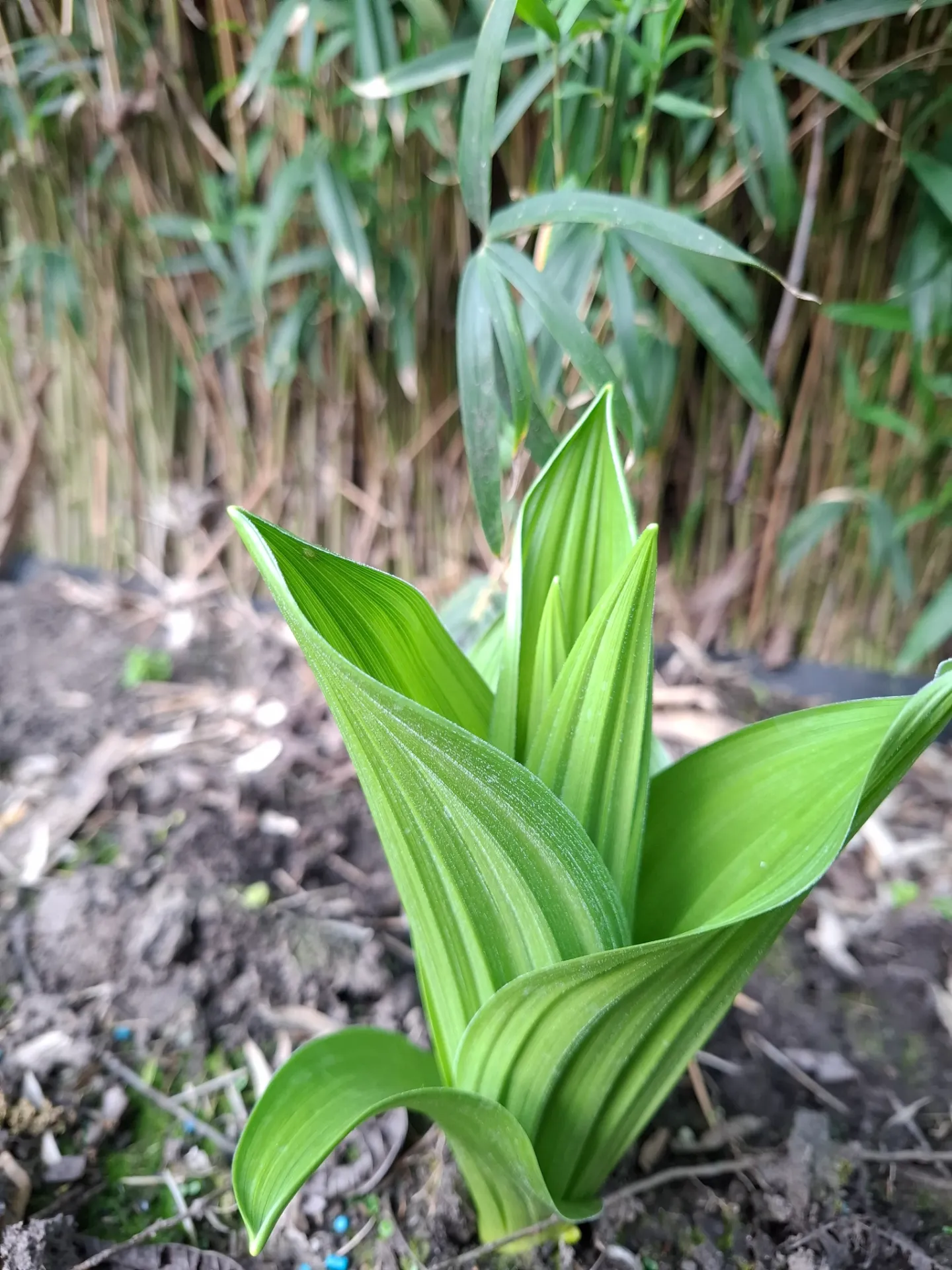 [153] Veratrum californicum