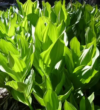 [153] Veratrum californicum