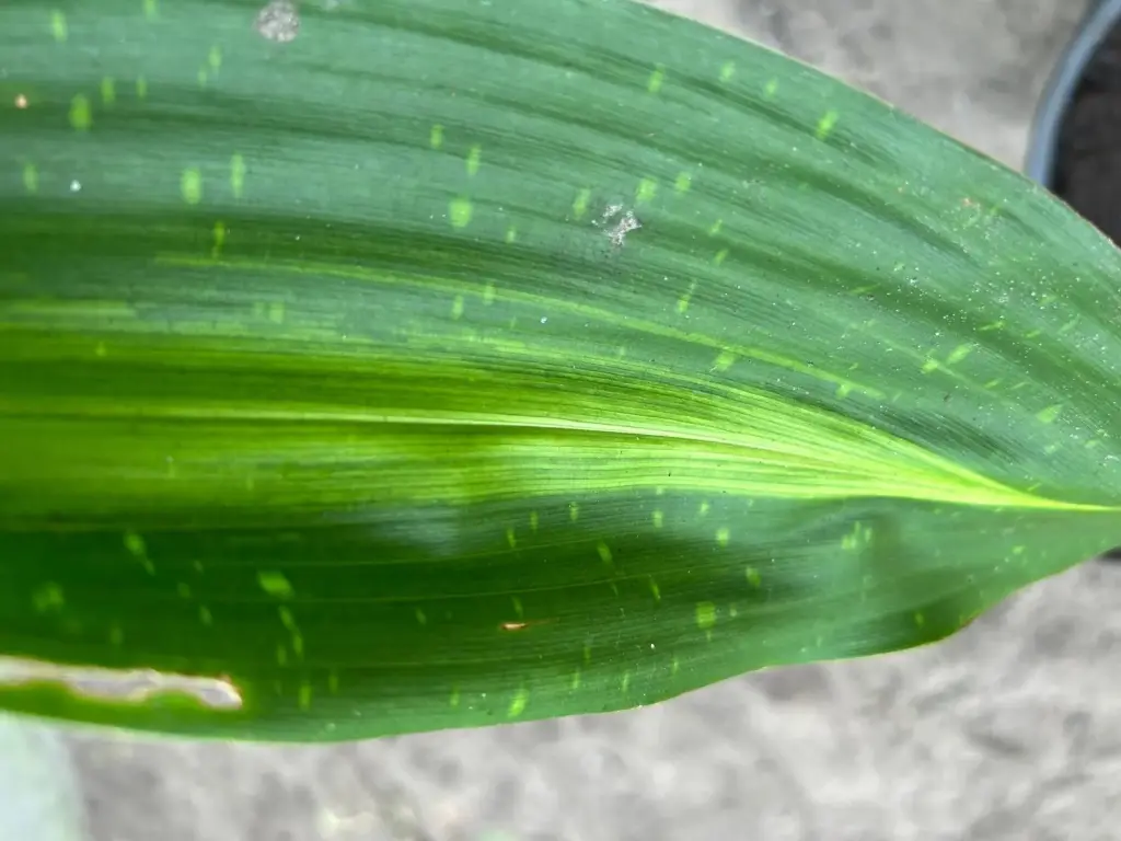 [362] Aspidistra sp. Chen Yi 135