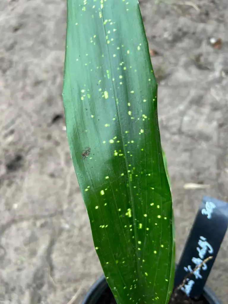 Aspidistra mushaensis 'Spotty Dotty'