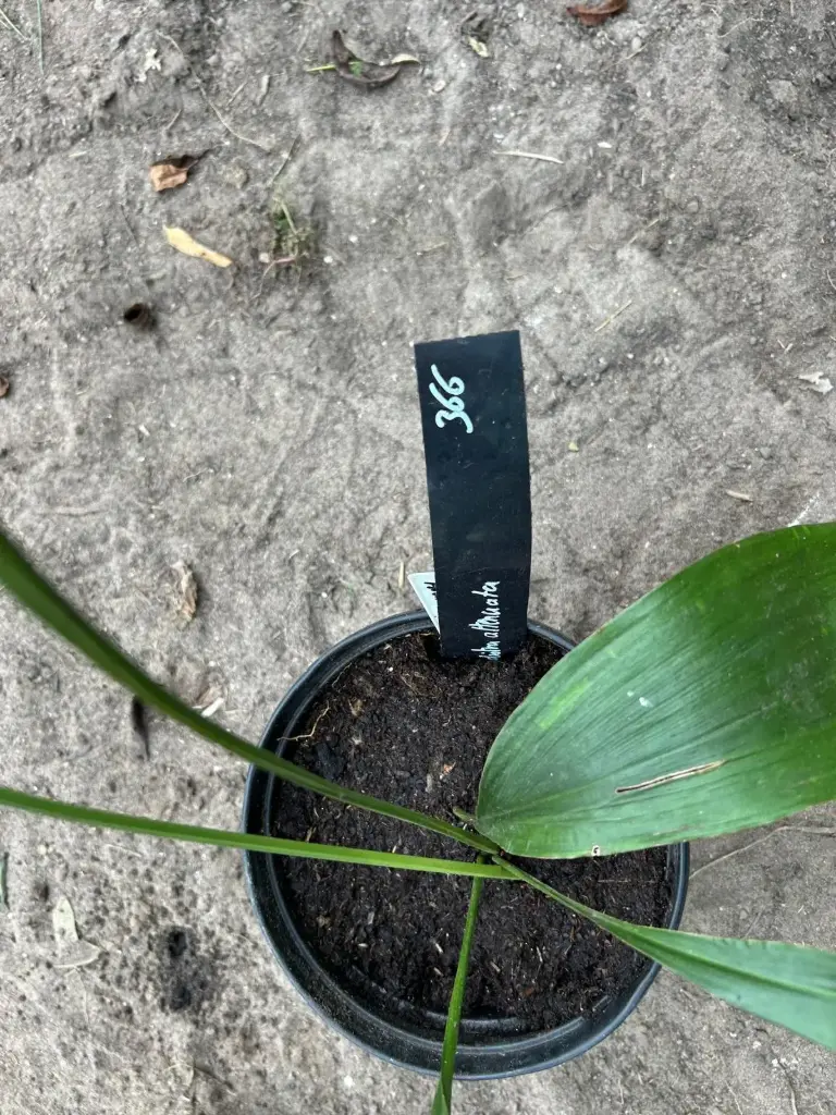 Aspidistra attenuata BSWJ377