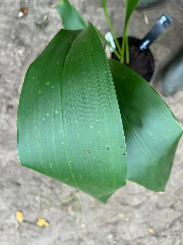 Aspidistra guangxiensis 