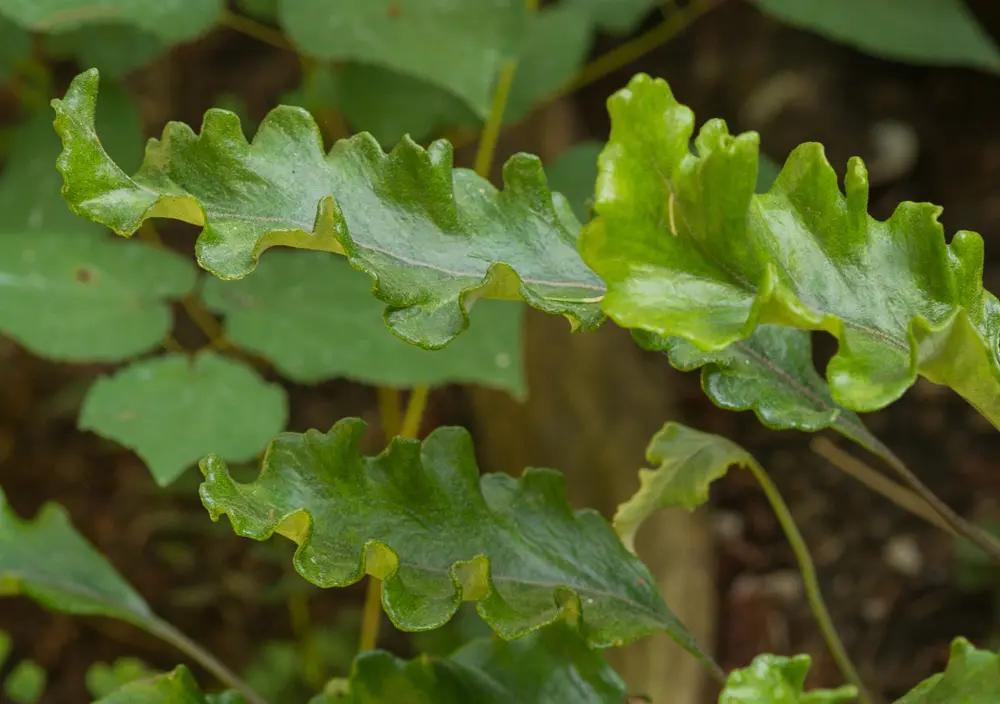 Pyrrosia lingua Kei Kan