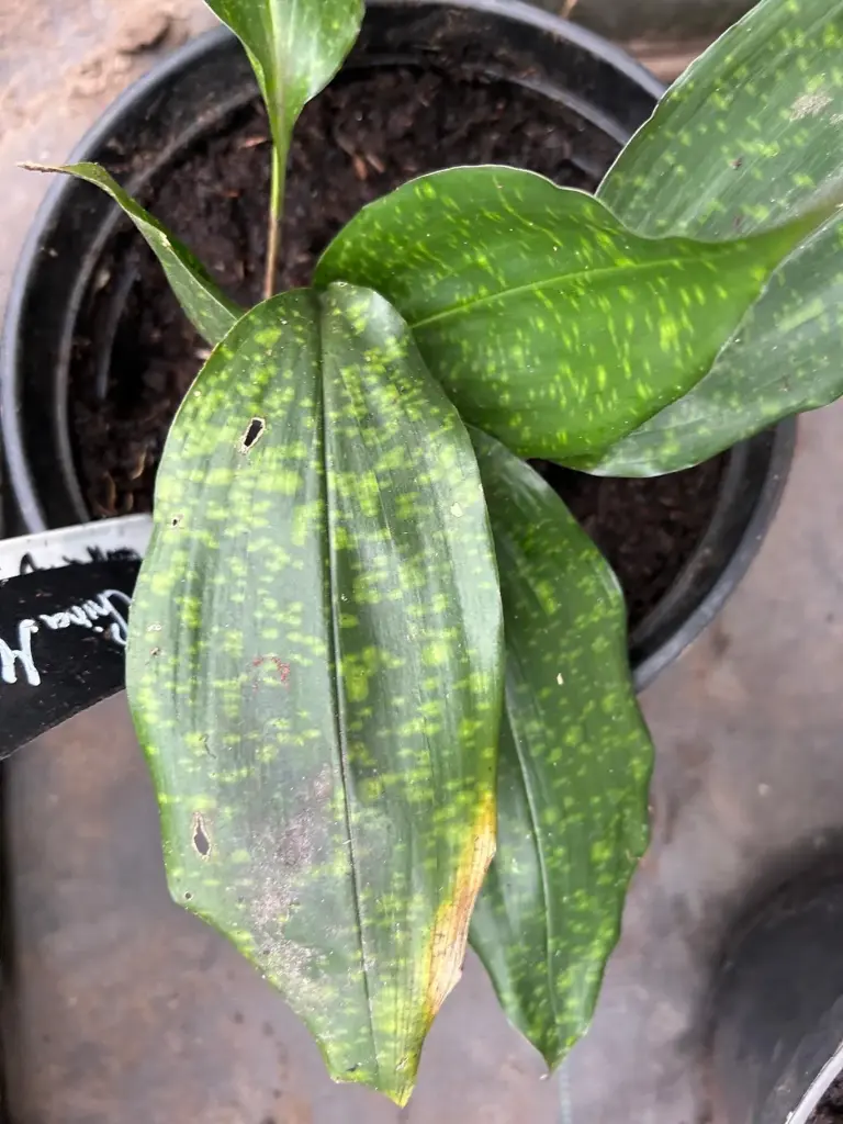 Aspidistra zongbayi China Moon