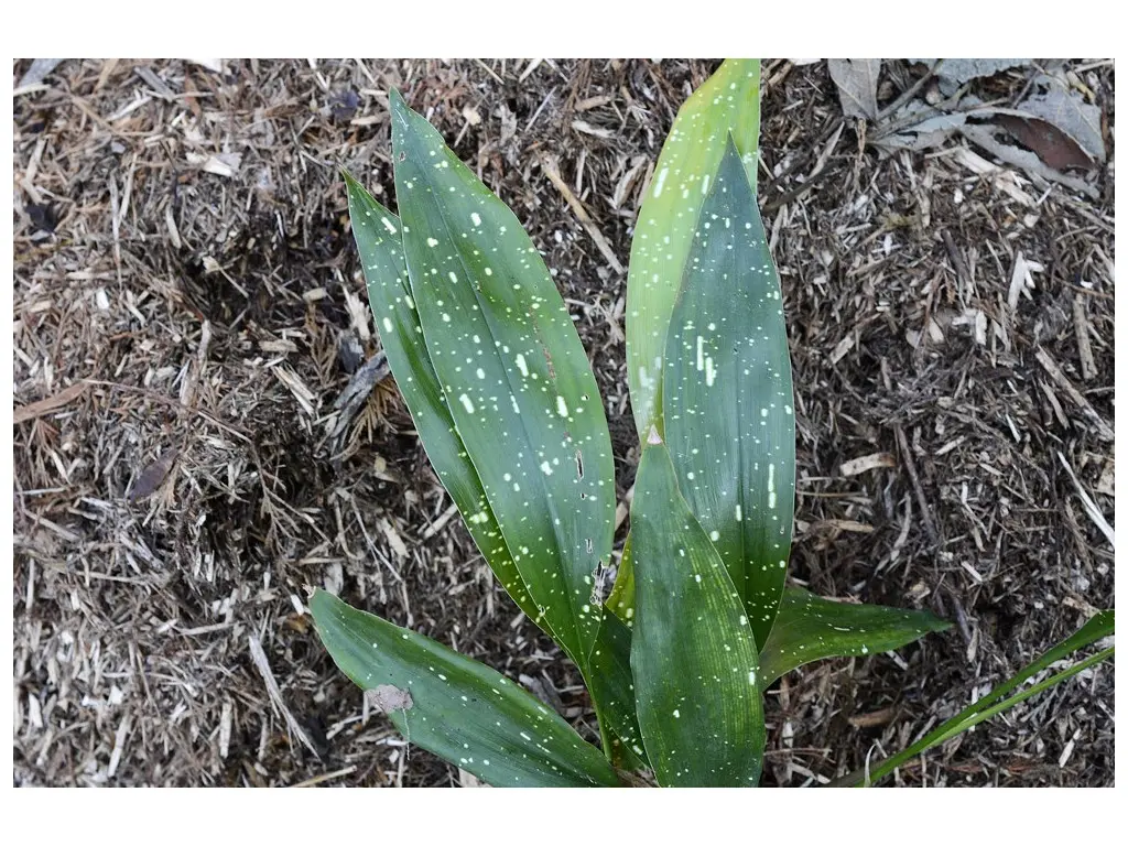 [370] Aspidistra elatior ginga