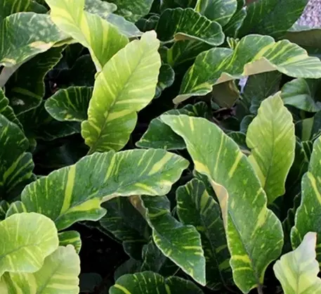 Pyrrosia lingua 'Ogon Nishiki'