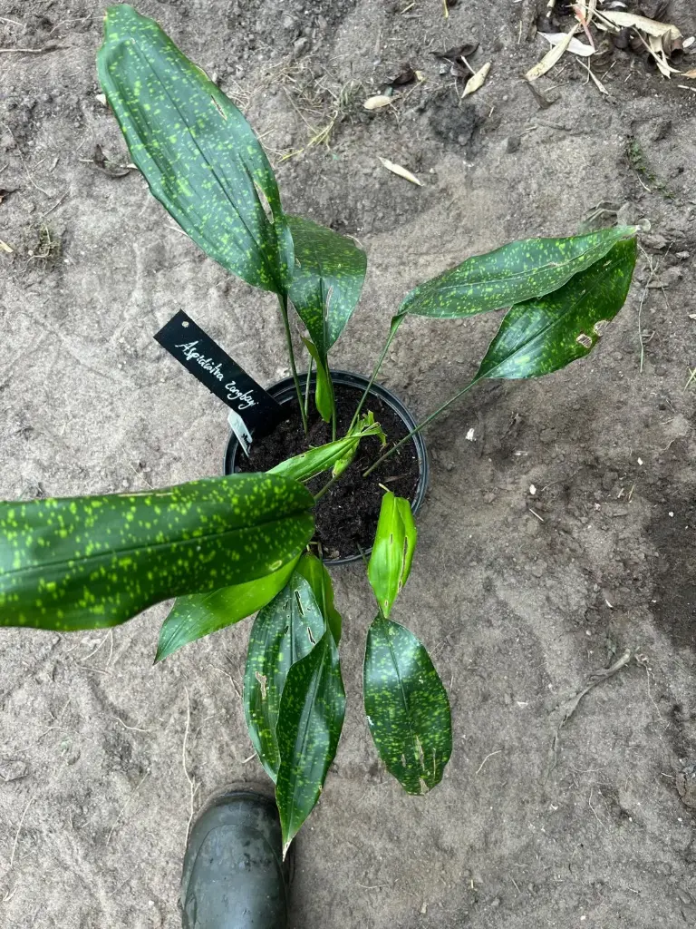 Aspidistra zongbayi