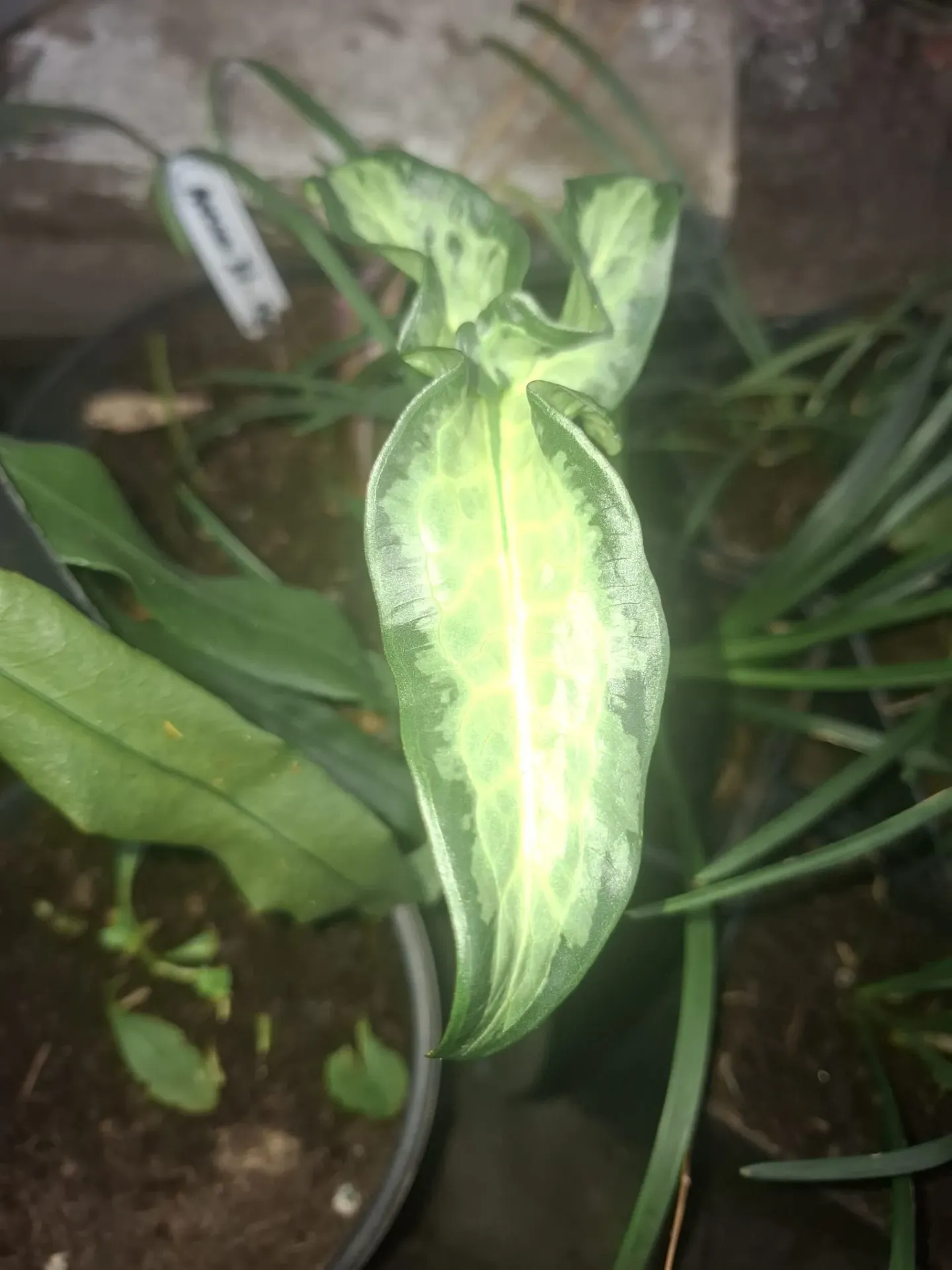 [373] Arum italicum 'Monksilver'